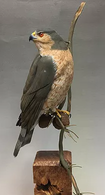 Hawk, Sharp-shinned, Al Jordan study cast