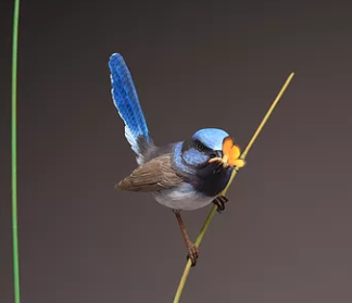 Wren, Fairy Al Jordan study cast