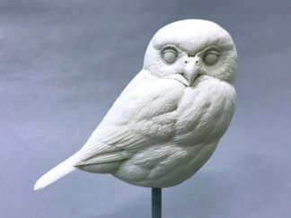 OWL, Pygmy Northern Josh Guge study cast