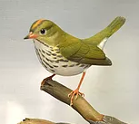 Oven Bird, Al Jordan study cast