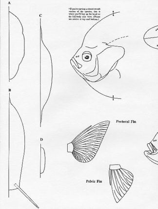 Fish Patterns Bluegill Sunfish 9" Jeff Compton