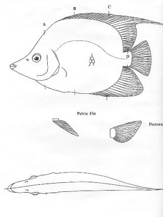 Fish Patterns Thread Fin Butterfly Fish 7" Jeff Compton