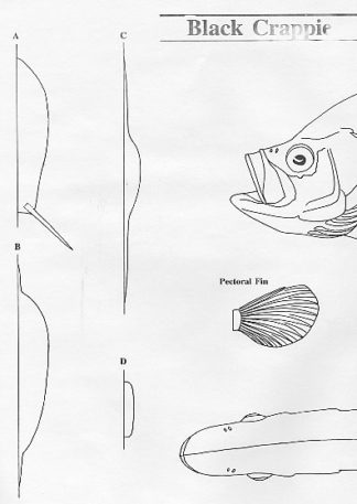 Fish Patterns Black Crappie 11" Jeff Compton
