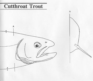 Fish Patterns Cutthroat Trout 14" Jeff Compton