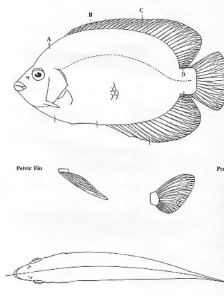 Fish Patterns Emperor Angel Fish 7" Jeff Compton