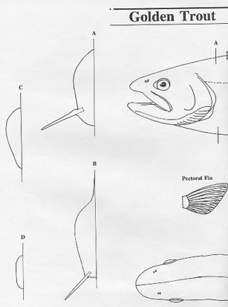 Fish Patterns Golden Trout 12" Jeff Compton