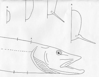 Fish Patterns Northern Pike 20" Jeff Compton