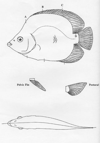 Fish Patterns Raccoon Butterfly Fish 9" Jeff Compton