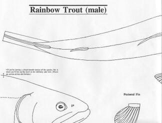 Fish Patterns Rainbow Trout Buck 20" Jeff Compton