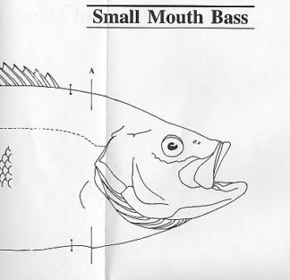 Fish Patterns Small mouth Bass 13" Jeff Compton