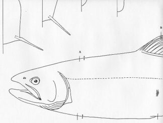 Fish Patterns Steelhead 20" Jeff Compton