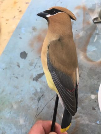 CEDAR WAXWING – Al Jordan study cast