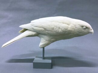 Hawk, Sharp-shinned, Josh Guge study cast