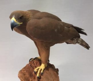 Eagle, Golden Tupelo Roughout 1/5 scale-7" long , Al Jordan