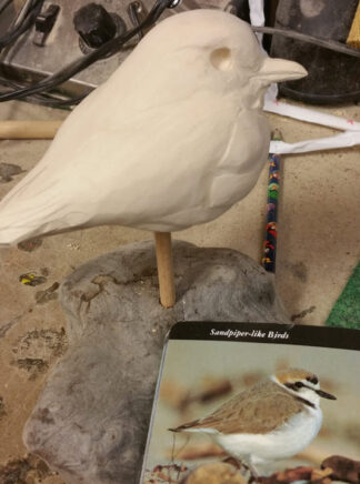 Plover, Snowy Tupelo Roughout head turned 5" L
