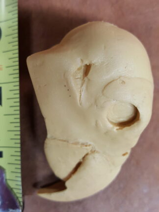 PARROT, AFRICAN #290 reference cast heads