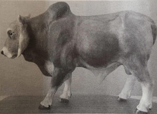 Basswood Rough-out Brahma Bull <P> 3" W x 5 1⁄2" T x 8" L by Jim Wilsford