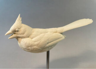 Cardinal, Opened beak- Josh Guge study cast
