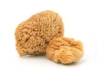 Sponges