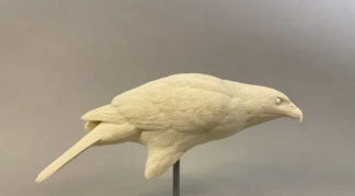 Hawk, Harris 1/2 scale, Josh Guge study cast