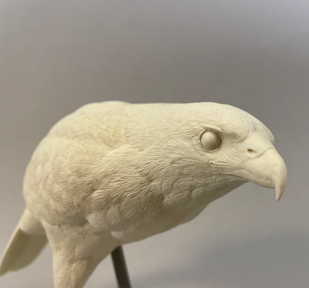 Hawk, Harris 1/2 scale, Josh Guge study cast - Image 2