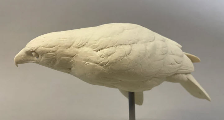Hawk, Harris 1/2 scale, Josh Guge study cast - Image 3
