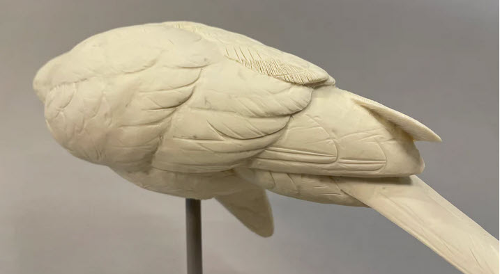Hawk, Harris 1/2 scale, Josh Guge study cast - Image 4