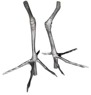 Cast Feet- Sandpiper, Least (Knot)