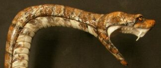 Basswood Rough-out by Gene Webb --Snake Cane Top 8 " x 4 1/2" x 2"