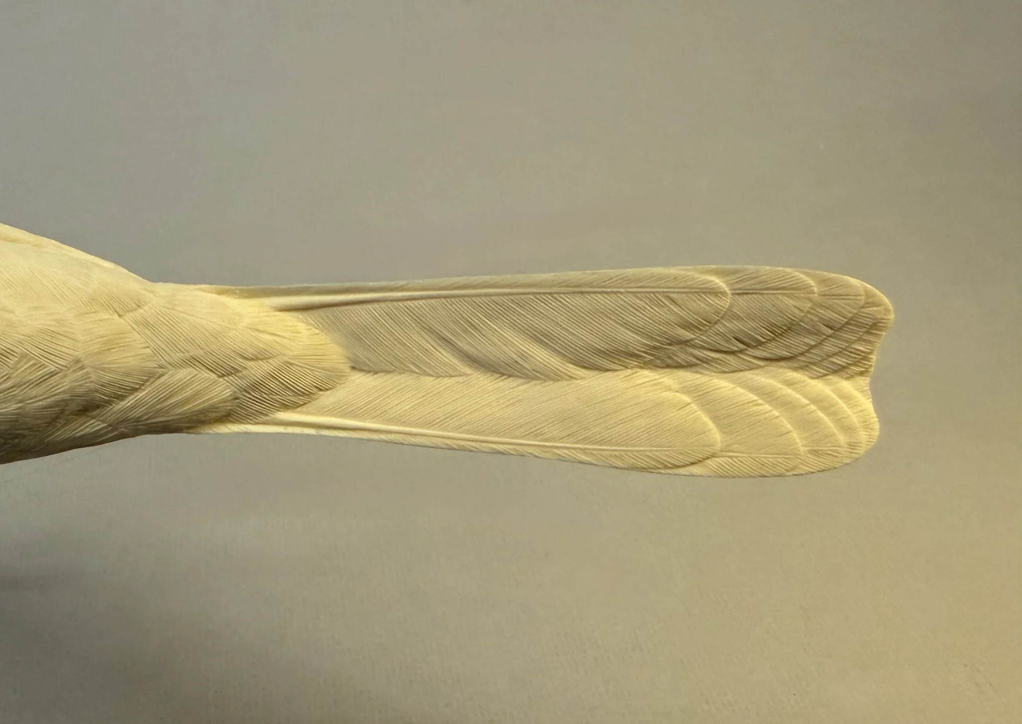 Brown Thrasher full size Josh Guge study cast - Image 3